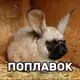 Аватар канала фенозиярость архив
