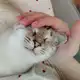 Аватар канала Кошка Антошка и Скуф