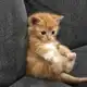 Аватар канала [РЕСТ + ИВЕНТ] Блог про котика