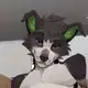 Аватар канала FurryWorld (переходник)