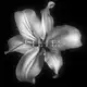 Аватар канала LILIES
