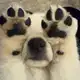 Аватар канала swirlpaw