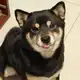 Аватар канала ㅤ宠物 | 𝗣𝗘𝗧𝗦 𝗖𝗙 + 𝗱𝗮𝗶𝗹𝘆 🐕