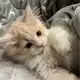 Аватар канала kitten's home 🐈