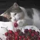 Аватар канала 𝘙𝘶𝘴𝘬а 🍒