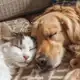 Аватар канала ❗ИНФО❗ɸλγϫ πσ κσᎿɑɱ Ϟ ɕσҕɑκɑɱ 🐶🐱