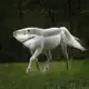 Аватар канала shorse portal