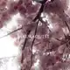 Аватар канала 𓆩𝚂𝙰𝙺𝚄𝚁𝙰𝚀𝚄𝙴𝚂𝚃𓆪