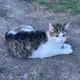 Аватар канала |·|ⲡⲣⲁⲃυⲗⲁ ⲭⲟⲃⲁⲧυ|·|